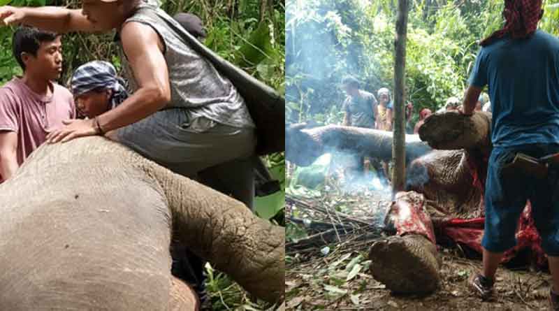 হাতির মাংসে মহা উল্লাসে চলল ভুরিভোজ, নীরব দর্শক বনদপ্তর