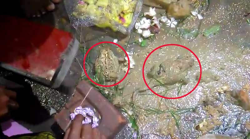 মহাধুমধামে জামুড়িয়ায় ব্যাঙের বিয়ে! শুভবিবাহ সম্পন্ন হতেই ঝেঁপে নামল বৃষ্টি