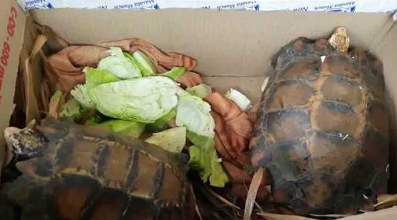 A Rare Species of Tortoise found in Arunachal, which Never Seen In India
