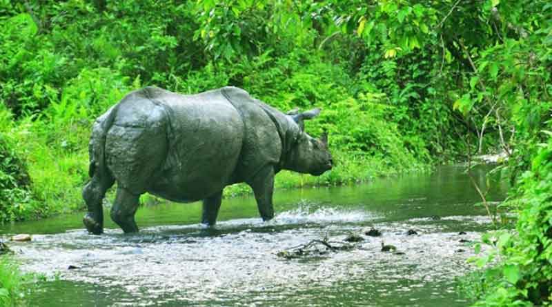 প্রবল বৃষ্টিতে জল ঢুকেছে জলদাপাড়া অভয়ারণ্যে, বিপন্ন বন্যপ্রাণ