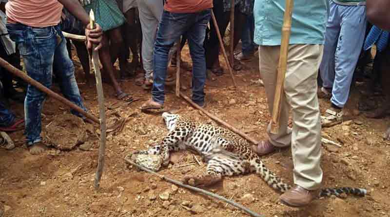 Leopard Killed By Karnataka Mob In Front Of Forest Ranger