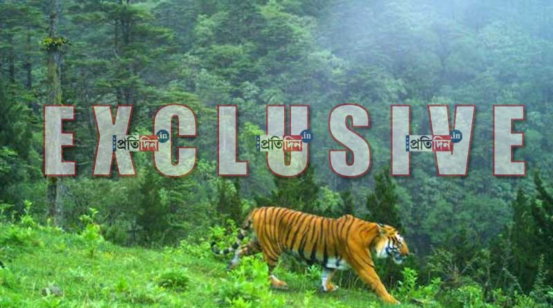 Royal Bengal Tiger found at hilly region in North Sikkim