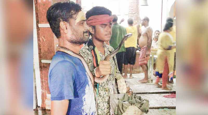 শ্রাবণ মাসে নাগ স্পর্শ পুণ্যের, শহরে কুড়ি টাকায় কালকেউটের সঙ্গে সেলফি!