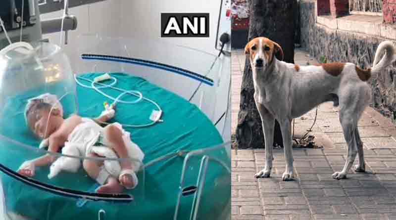 সারমেয়র কাছে হার মানবতার, পথকুকুরের তৎপরতায় নর্দমা থেকে উদ্ধার সদ্যোজাত