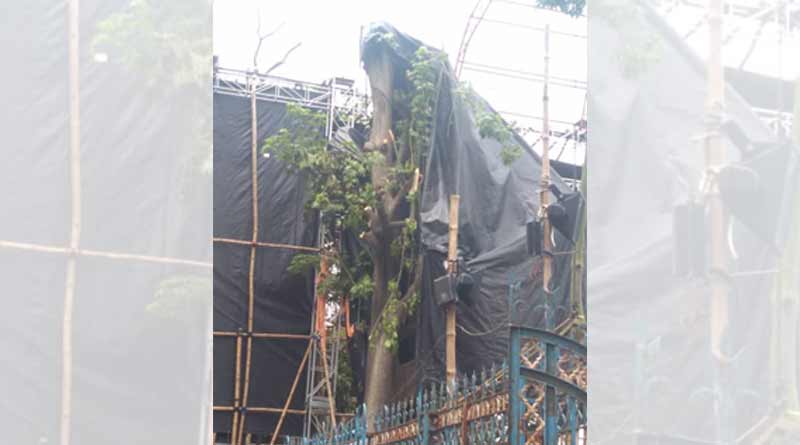 Tree cutting was done to constract Durga puja Pandal