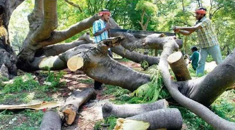 Congress slams BJP over centre's move to axe 1 crore trees