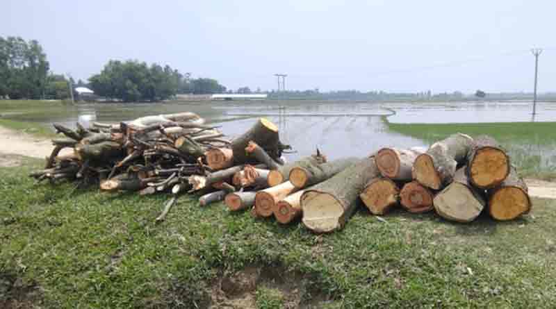 টাকার লোভে স্কুলে অবৈধভাবে গাছ কাটার অভিযোগ, কাঠগড়ায় প্রধান শিক্ষিকা