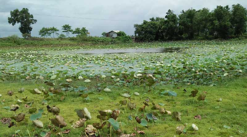 Wetlands dry up due to rain scarcity, Lotus agriculture hits in Katwa
