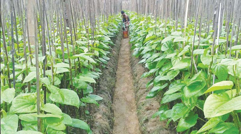Balurghat beetle leaf farmers rue lack of infrastructure