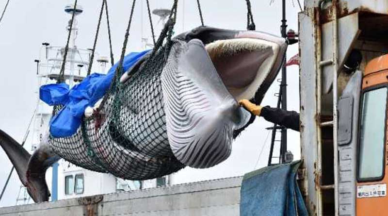 Japan catches the biggest whale of 3 decades of length 27 feet