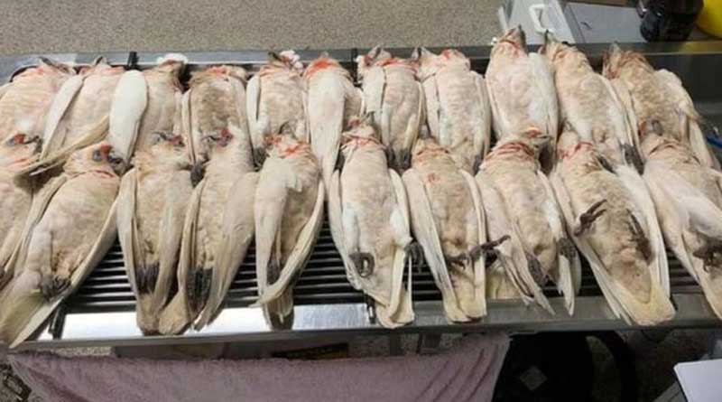 Corella birds death in Australia, poison effect is being suspected
