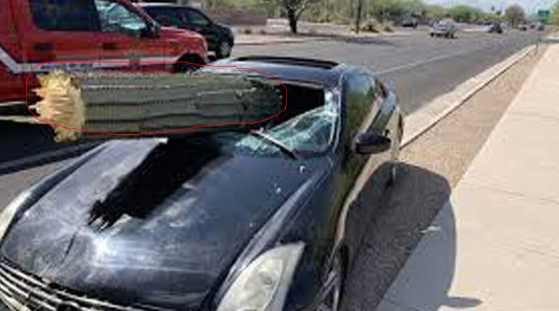 Man unharmed by crashing the car into cactus in Arizona