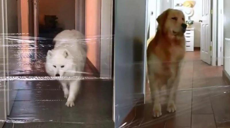 Invisible Challenge for dogs is latest trend on Twitter