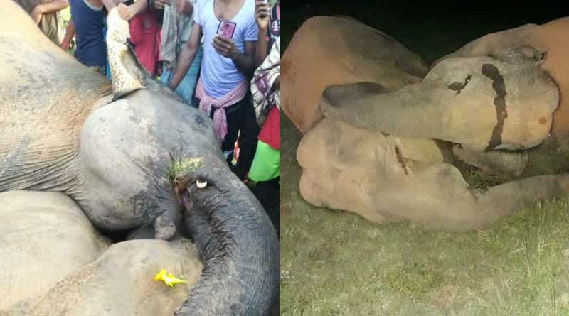 3 elephants die of electrocution at Binpur,Jhargram