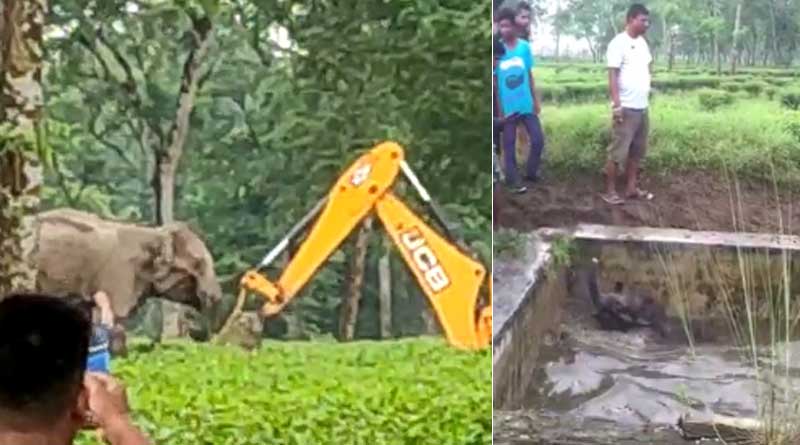 স্নেহের কাছে হার মানল রীতি, মানুষ ছোঁয়ার পরও হস্তিশাবককে ফিরিয়ে নিল মা