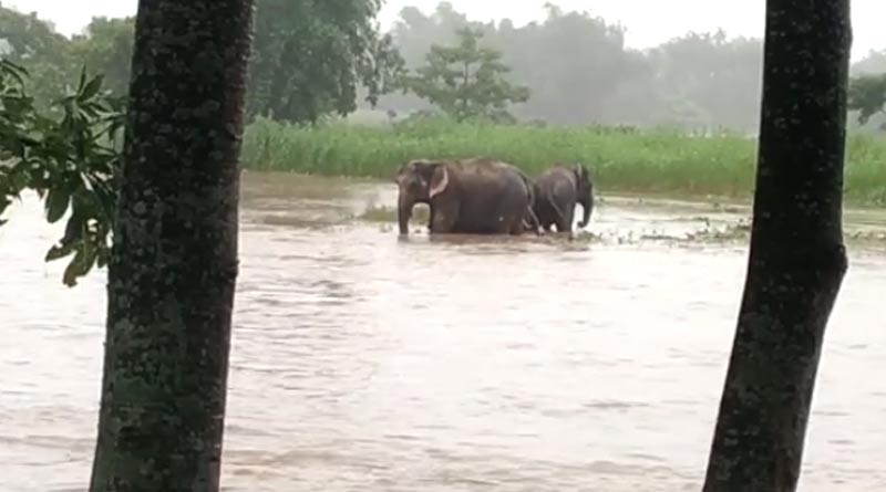 নদীতে আটকে ১৪ দিনের শাবক-সহ হাতির দল, প্লাবিত উত্তরবঙ্গে সংকটে বন্যপ্রাণ