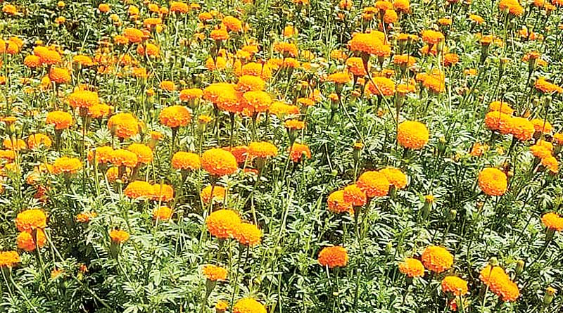 Insufficient rain effects flower cultivation badly in East Midnapur