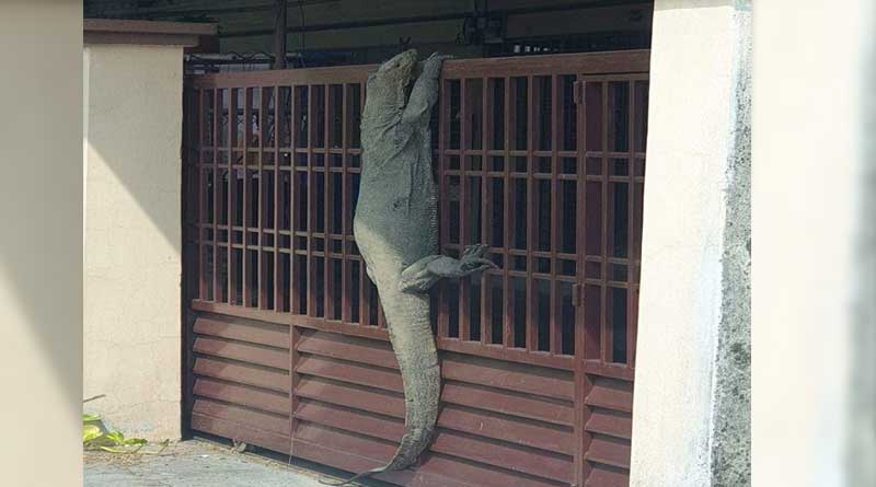 Monitor lizard decided to chill on the main gate of one's house in Malaysia