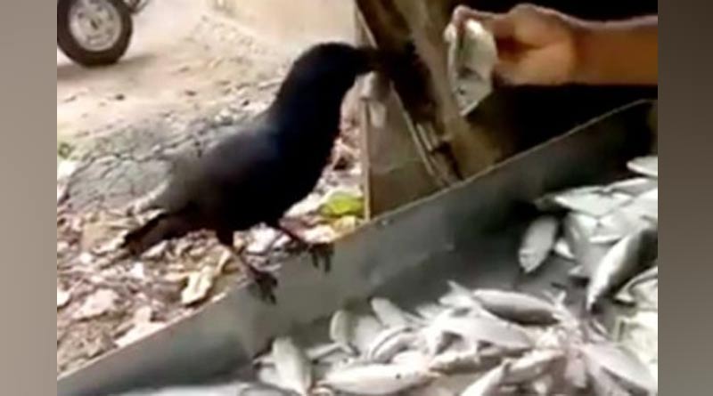 A crow refuses all offers until it gets a fish it wants, video goes viral