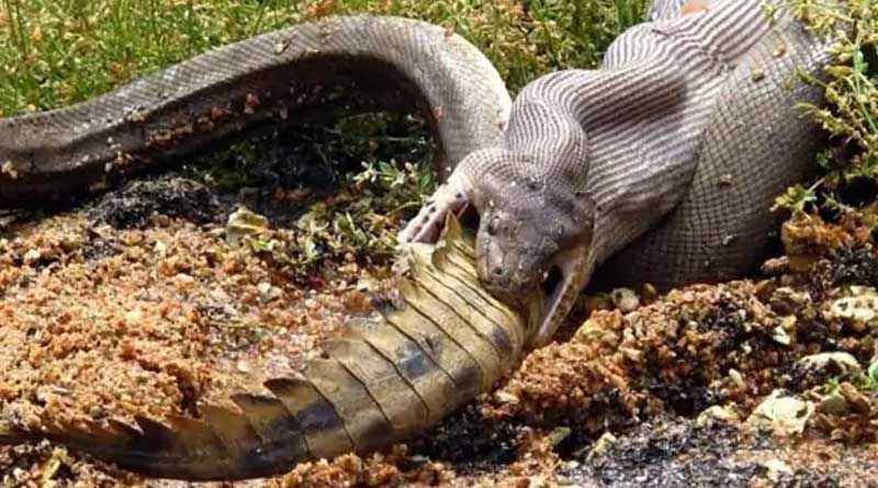 Python swallows a crocodile at riverside in Queensland