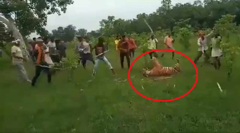 Uttar Pradesh: Angry mob beat tigress to death in Pilbhit