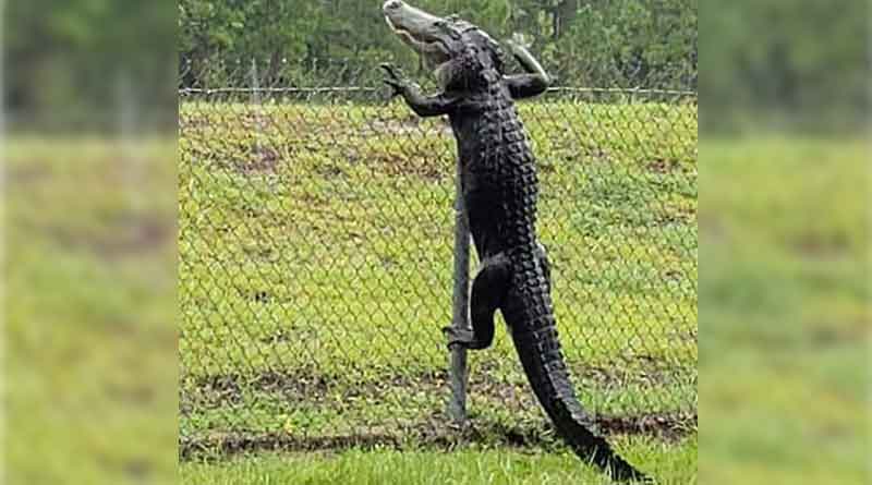 Alligator climbing fence at US Navy air base, video has gone viral