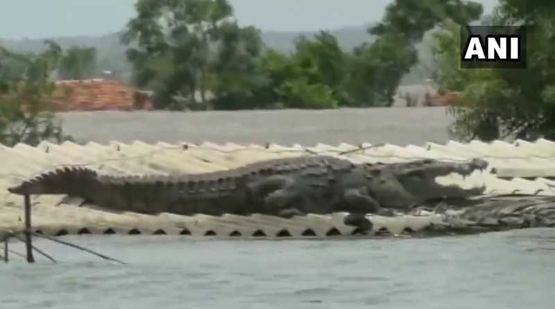 Crocodile rests on roof of a house, video goes viral