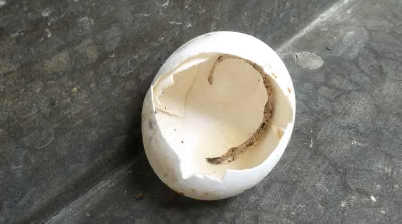 OMG! সাপের ডিমেই অমলেট বানালেন গৃহবধূ, তারপর…