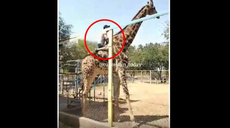 Man in Kazakhstan climbed a fence and clambered onto a giraffe at a zoo
