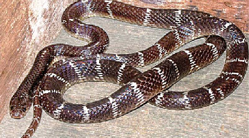 Snake bite cases on the rise in South Bengal districts