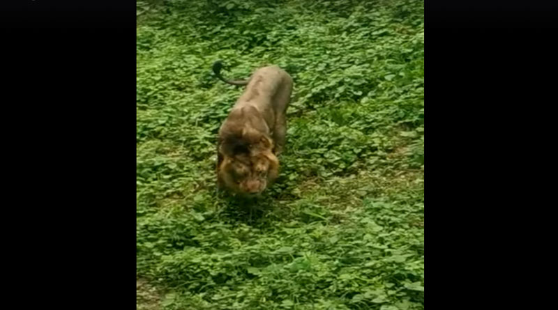 ঘাস খাচ্ছে সিংহ! ভাইরাল ভিডিও ঘিরে তোলপাড়
