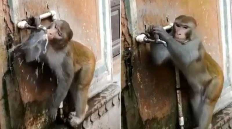 Monkey closes tap after drinking water in TikTok viral video.