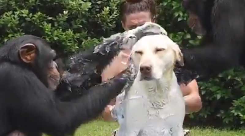 Viral Video Of Two Chimps Bathing A Dog Delights Internet