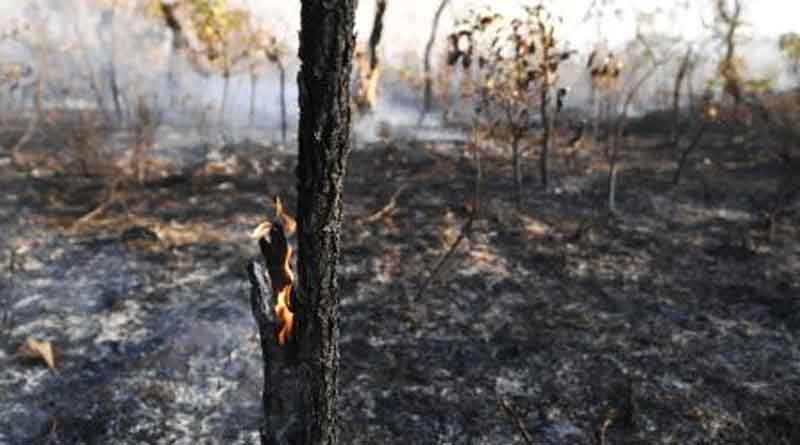 Bolivia hires tanker planes to douse massive Amazon fire