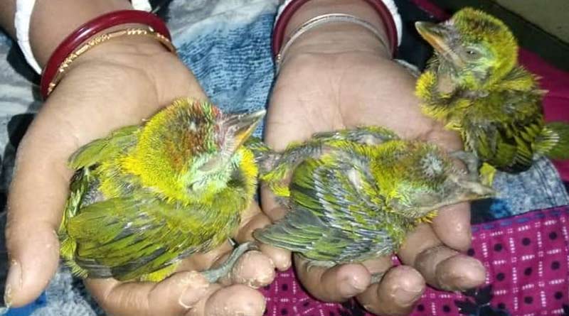 social worker in Uluberia rescued birdlings from children's
