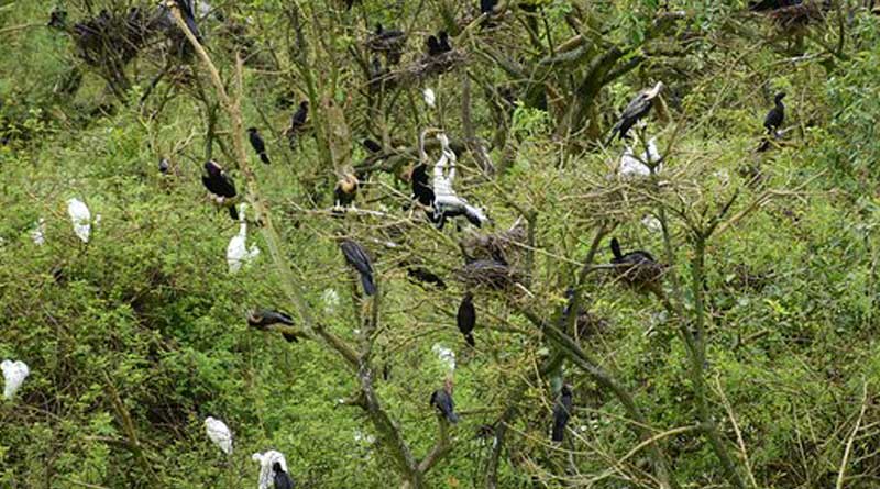 Forest department to plant various trees in Gajaldoba to feed the birds