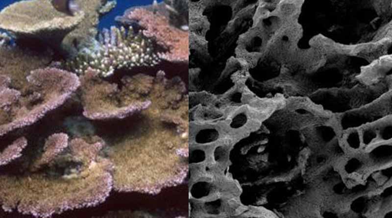 coral dies for heatwaves into the occean, scientists are worried