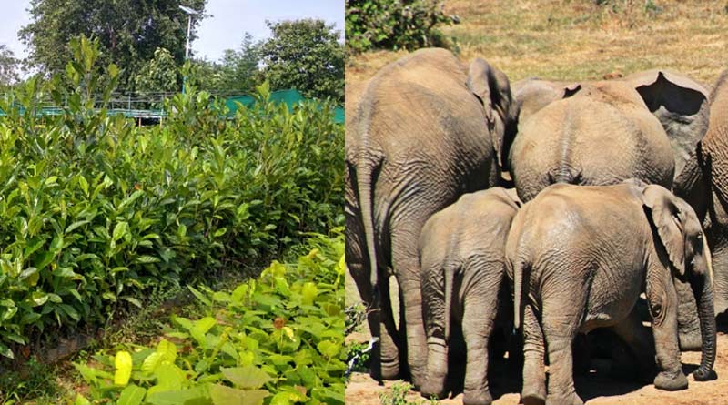 Forest department of Purulia plants jackfruit trees to boundary elephants