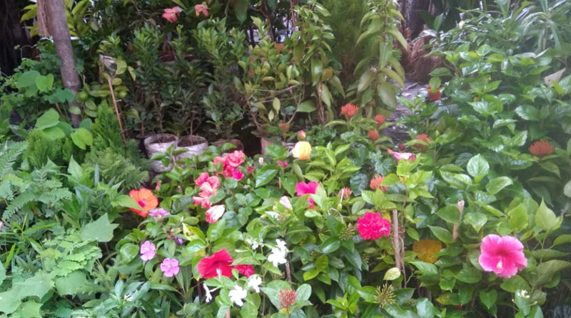 পরিবেশ রক্ষায় আলাদা উদ্যোগ নয়, চাঁদ সদাগরের দেখানো পথেই আজও গ্রামে গাছ মেলা