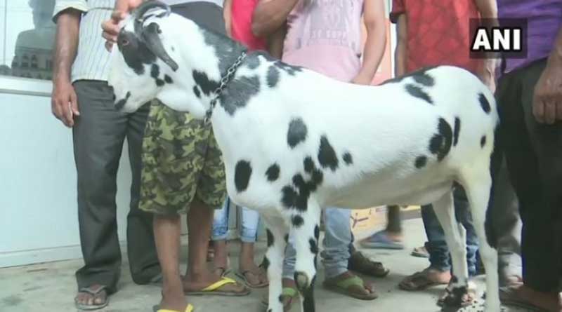 Goat with name of Allah 'inscribed' on it commands price of Rs 8 Lakh