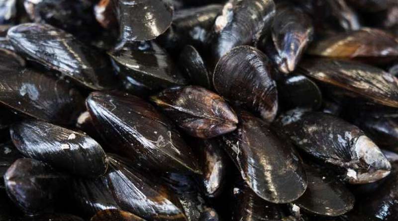 Sea mussels are 'super filter', says latest report of research