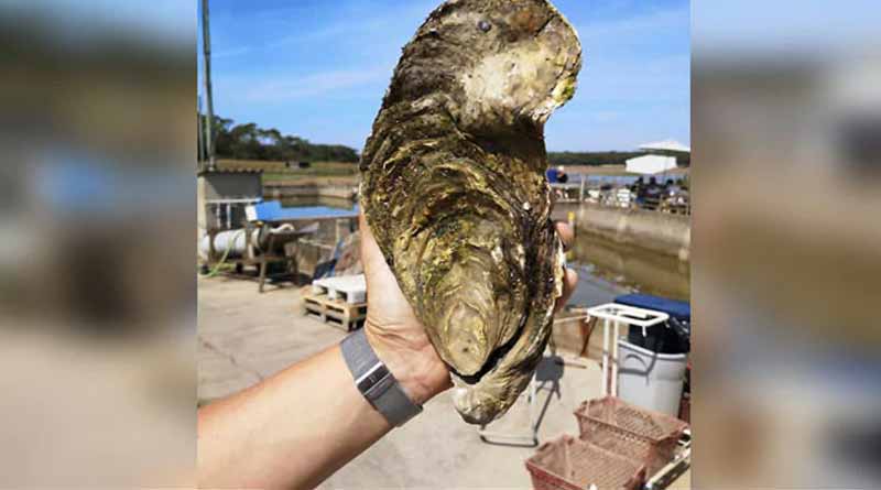 Farmers found giant oyster and let it go instead of selling