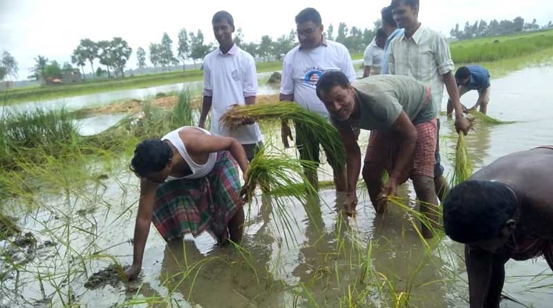 ‘দিদিকে বলো’র প্রচারে ধান বুনলেন বিধায়ক, পান্তা দিয়েই সারলেন মধ্যাহ্নভোজ
