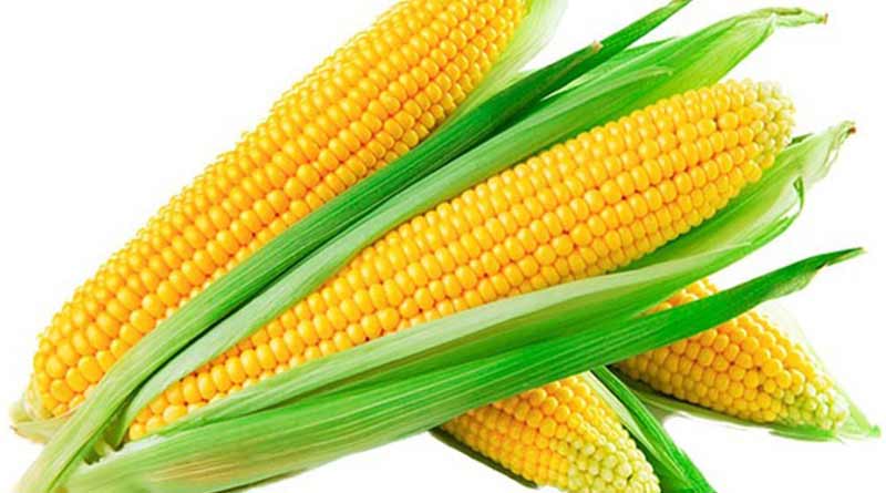 Corn cultivation is popular in West Bengal's Birbhum