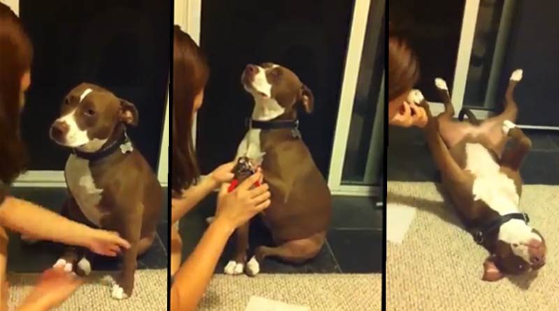 A Pit bull pretends to faint to avoid nail trimming