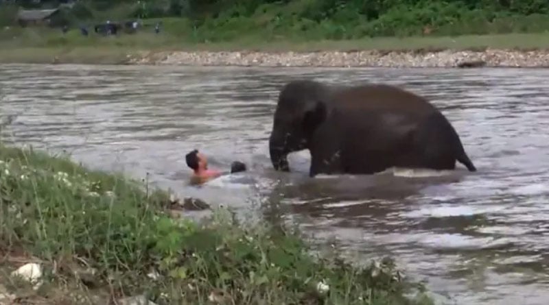 Baby Elephant Saves 'Drowning' Man. Twitter Touched By Old Video