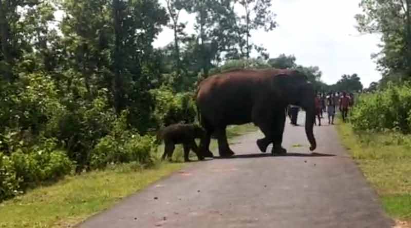 বাঁধে জলপান করতে গিয়ে মৃত্যু শাবকের, সন্তান শোকে গ্রামে হামলা গজরাজের