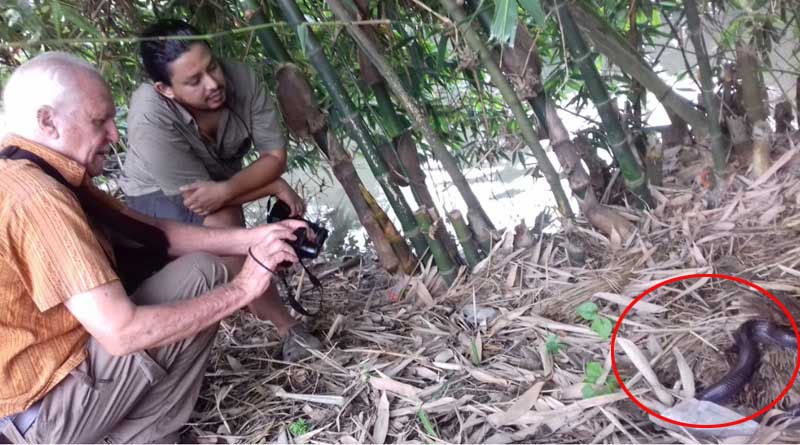 বিষাক্ত কেউটে দেবীজ্ঞানে পুজো! ‘ঝাঁকলাই’ নিয়ে গবেষণায় ভাতারে বিশ্বখ্যাত সর্পবিশেষজ্ঞ