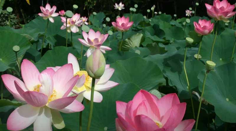 Farmers are busy to collects lotus from the ponds of Bankura