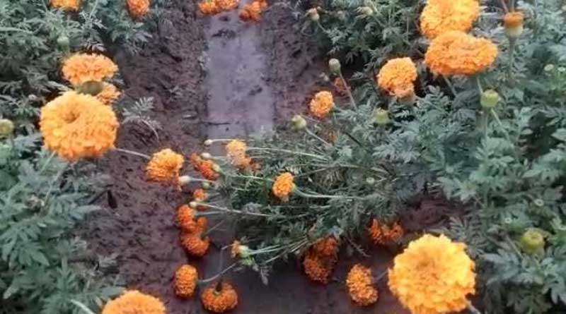 Heavy rain damaged marigold cultivation in East Medinipur